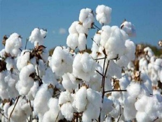 DEVELOPMENT OF COTTON FIBRE AND OTHER NATURAL FIBRES